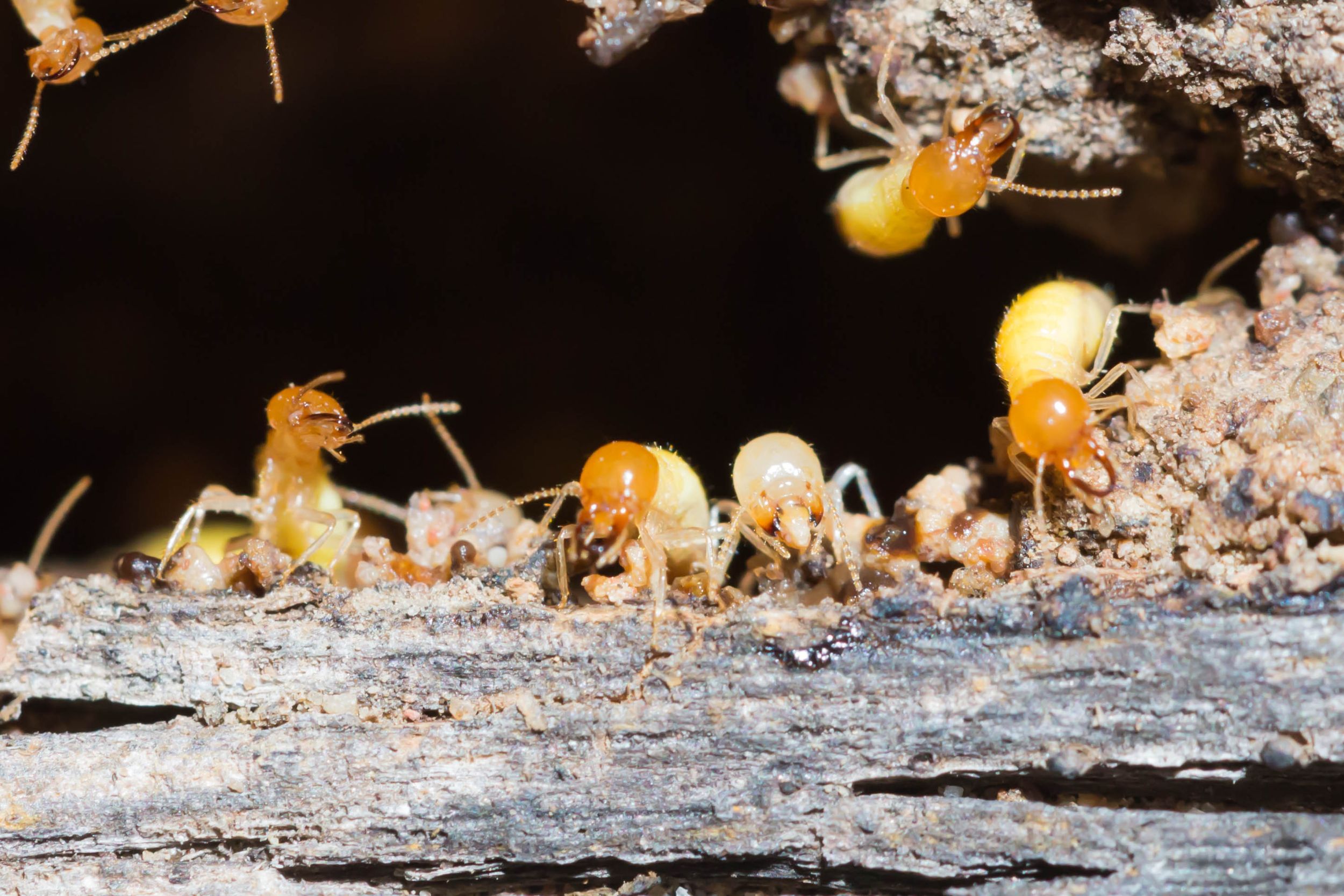 1 in 3 Australian homes has termites